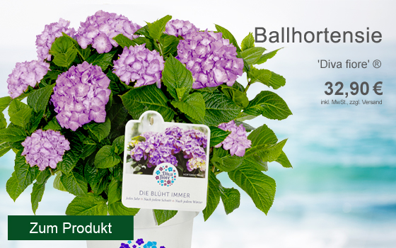 Lila Ballhortensie 'Diva fiore' ® für 32,90€