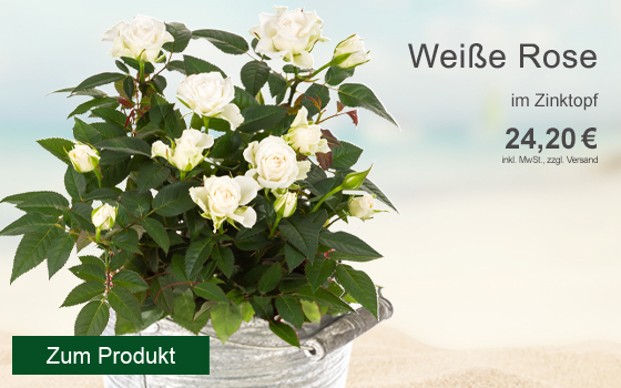 Das ideale Geschenk für alle Rosenfreunde. Weiße Topfrose im dekorativen Zinktopf für 24,20€